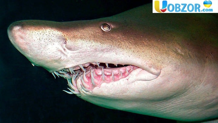 В Австралії чотирьохметрова тигрова акула напала на людину