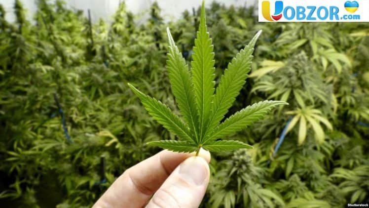 Парламент Грузії посилив правові рамки використання марихуани