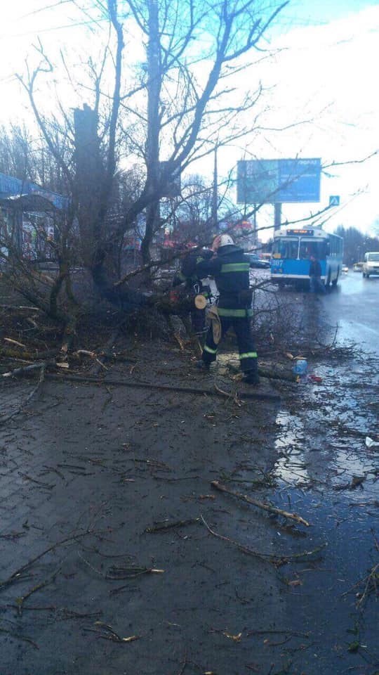 У Вінниці впало дерево і вбило 12-річну дівчинку