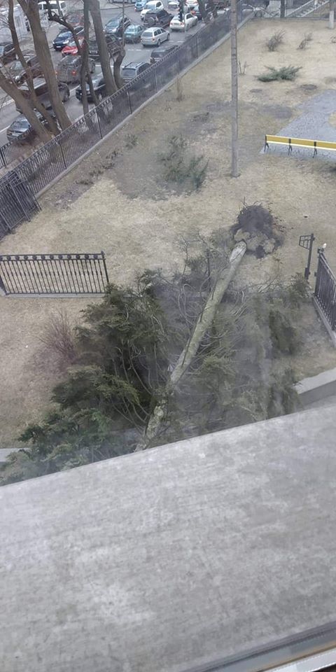 На Верховну Раду впало 25-метрове хвойне дерево