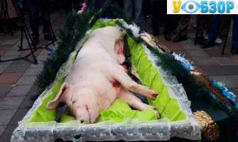 Мертва свиня біля ВР: акція протесту проти продажу ЗЕМЛІ