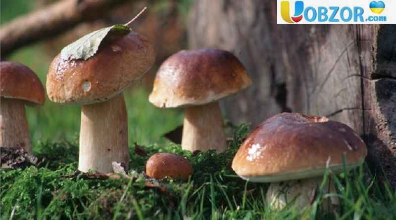 Отруєння грибами в Херсонській області: помер молодий хлопець