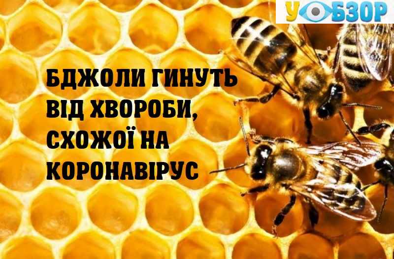 Бджоли гинуть від хвороби, схожої на коронавірус, - вчені