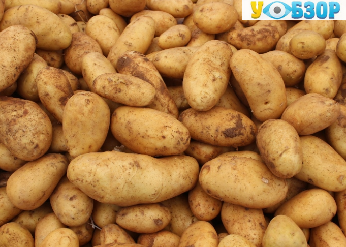 В Україні скоротилося виробництво овочів і картоплі